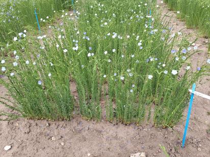 Click for 1 image(s) for this accession.